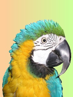 Blue & Gold Macaw - Kuka