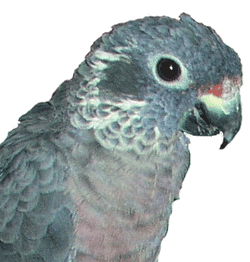 Dusky Pionus